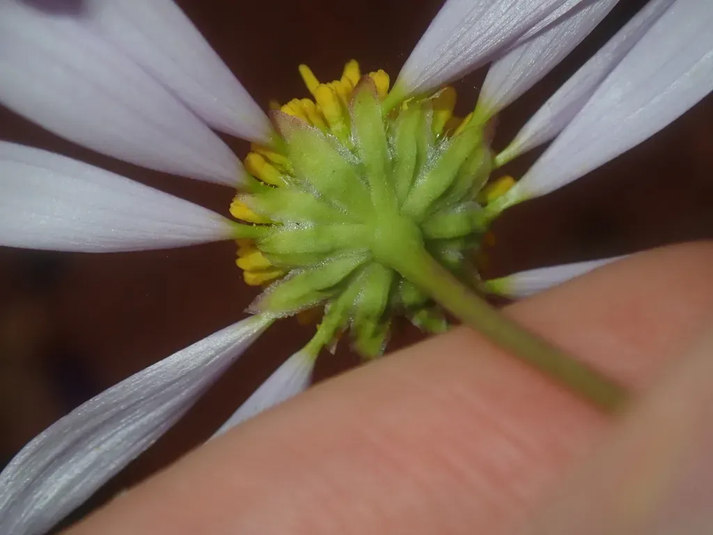 Roebuckiella Cheilocarpa