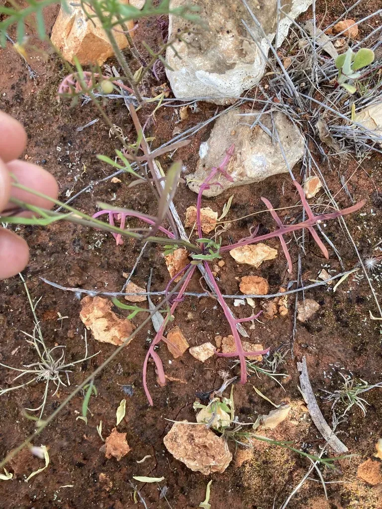Stenopetalum Pedicellare