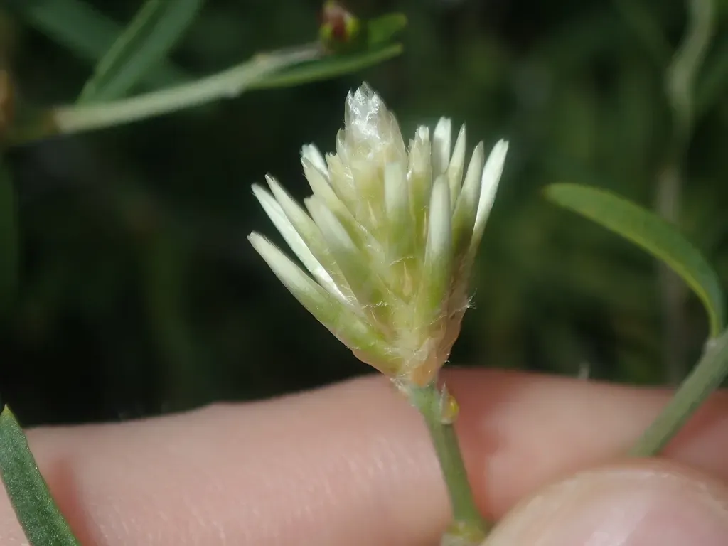 Climbing Mulla Mulla