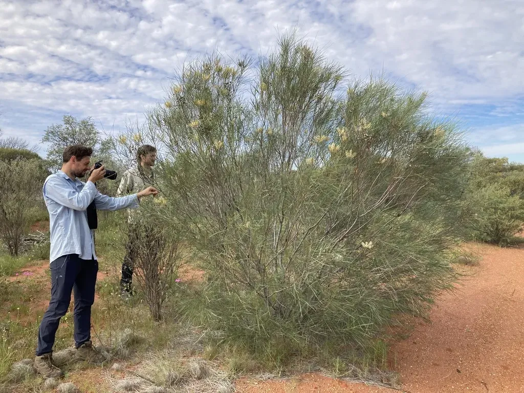 Grevillea Stenobotrya