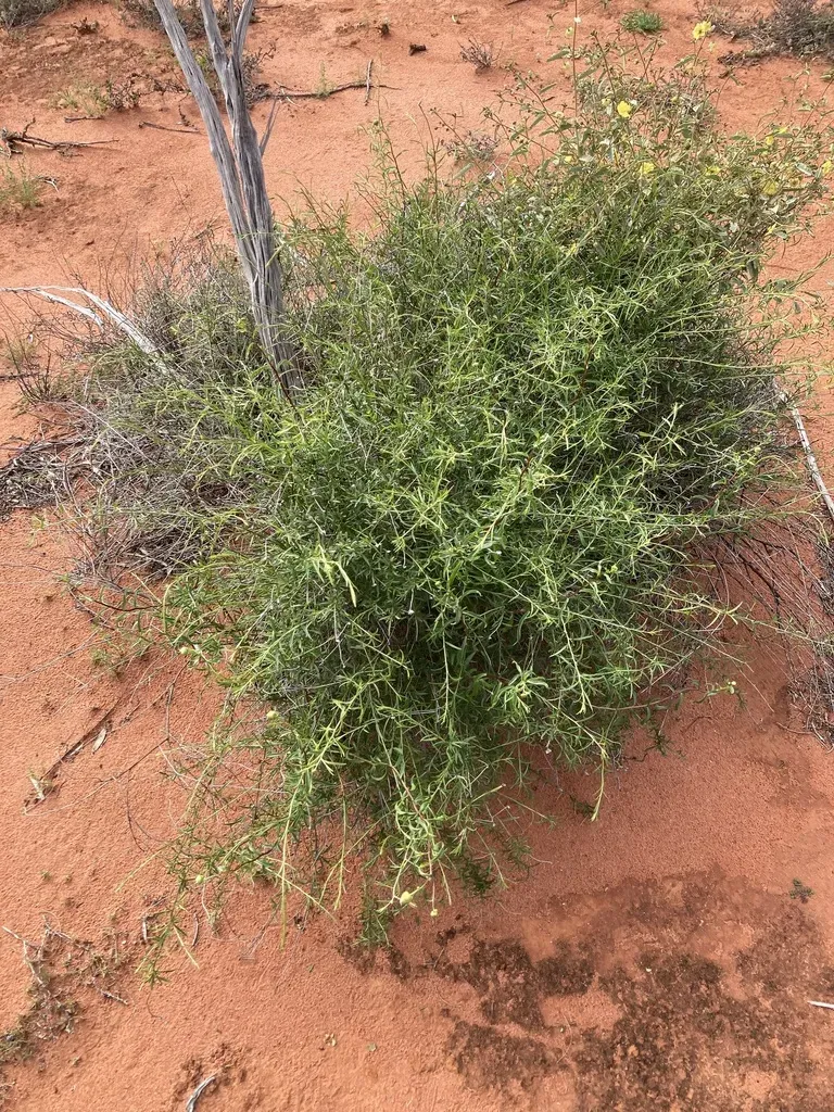 Pembertonia Latisquamea