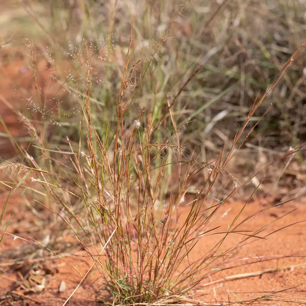 Red Spathe Grass