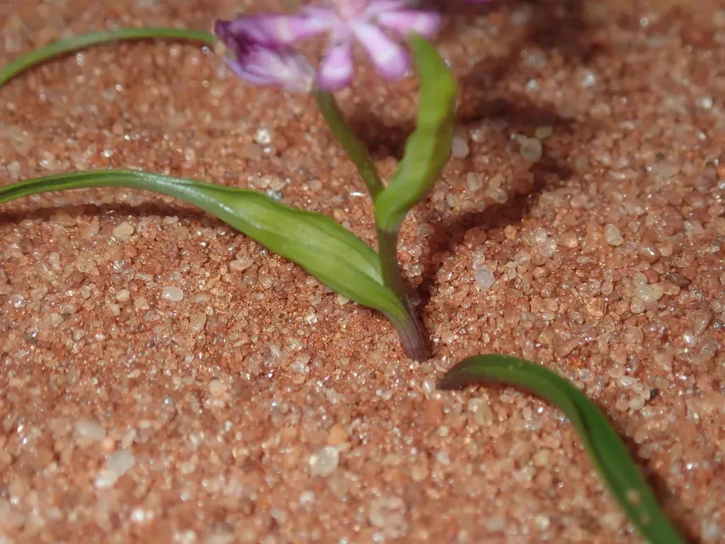 Wurmbea Inframediana