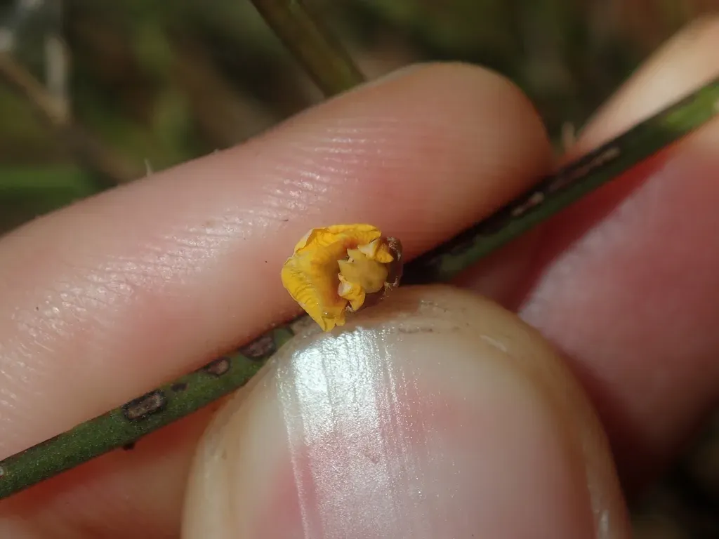 Mirbelia Balsiformis