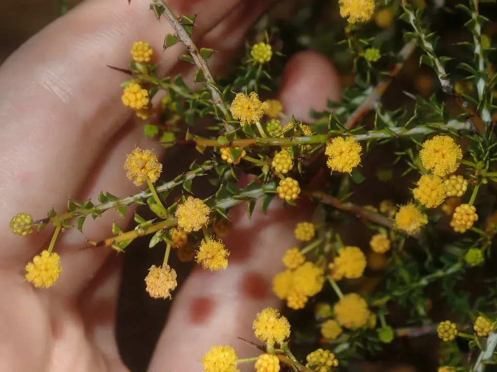 Acacia Sphenophylla