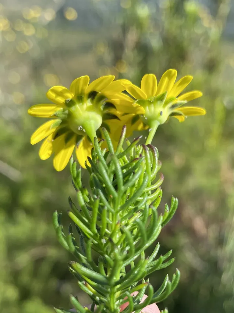 Euryops Pinnatipartitus