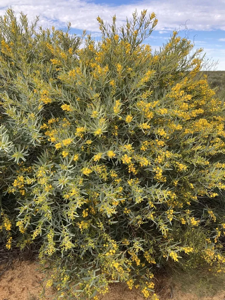 Acacia Blakelyi