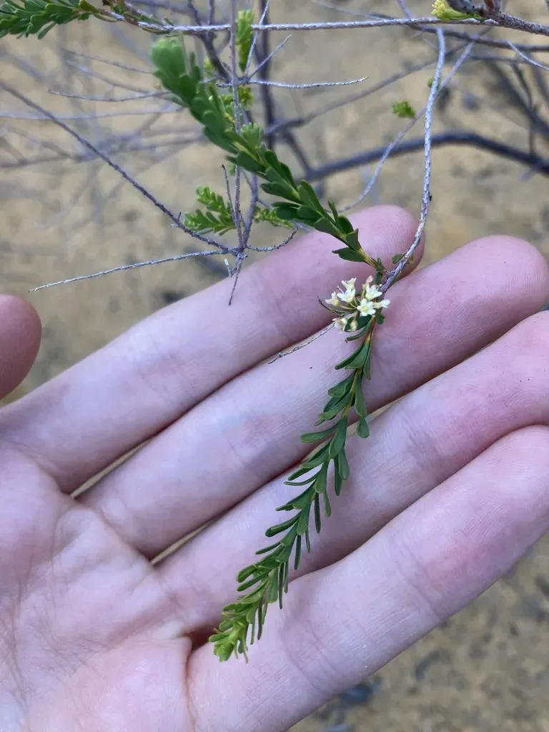 Platysace Trachymenioides