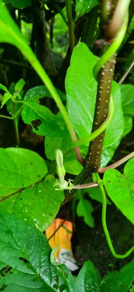 Vinca-leaved Ceropegia