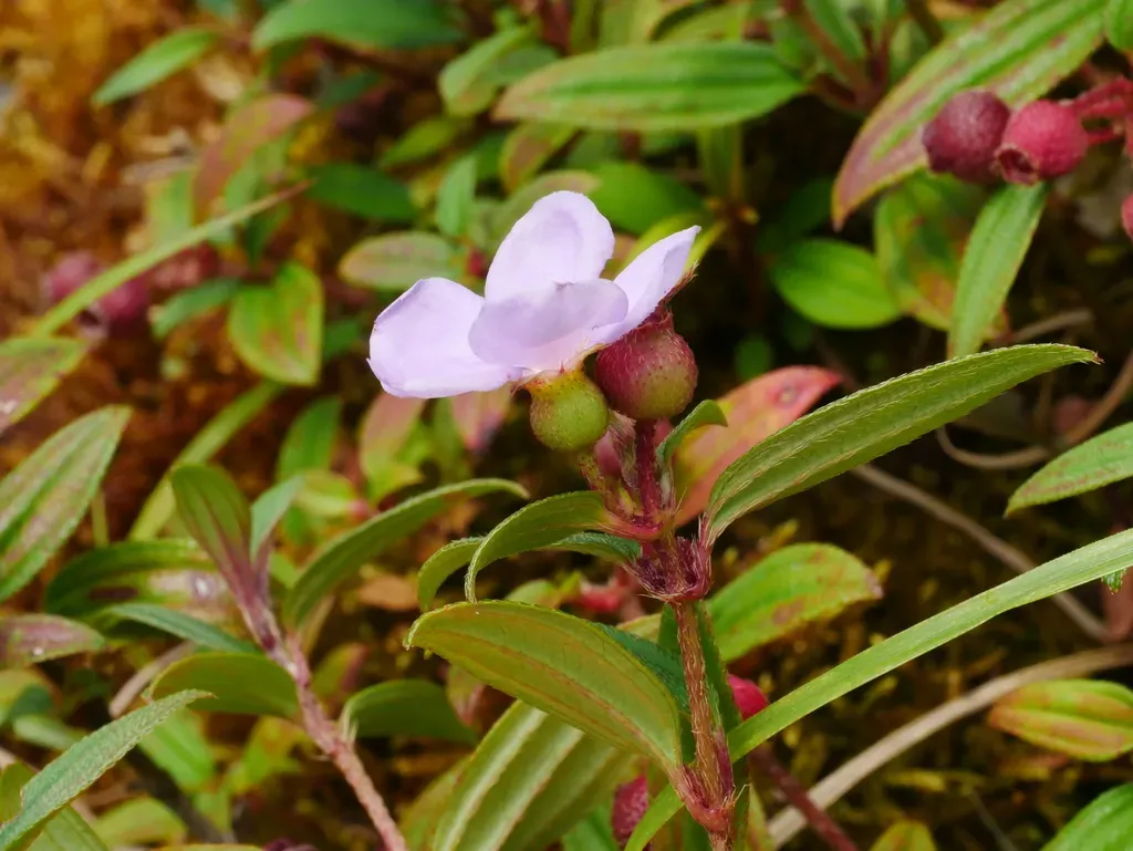 Melastoma Scaberrimum