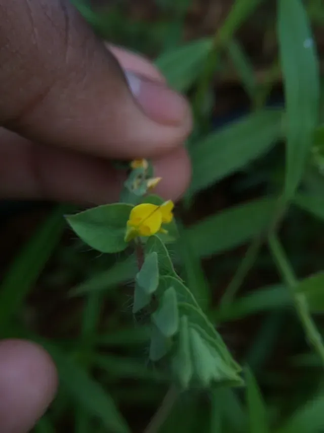 Crotalaria Hebecarpa