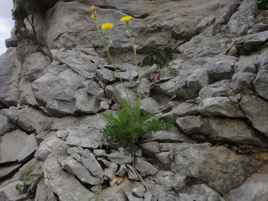 Crepis Chondrilloides