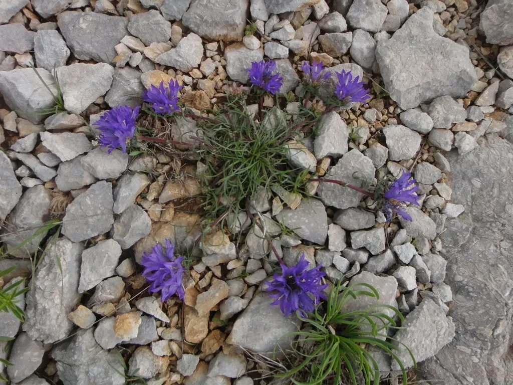 Edraianthus Tenuifolius