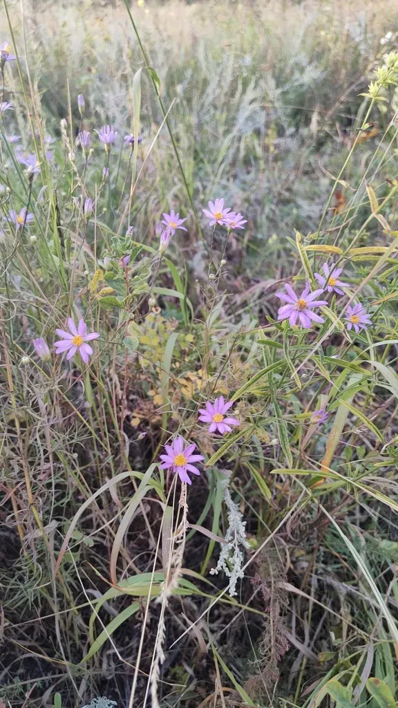 Narrow-leaved Galatella