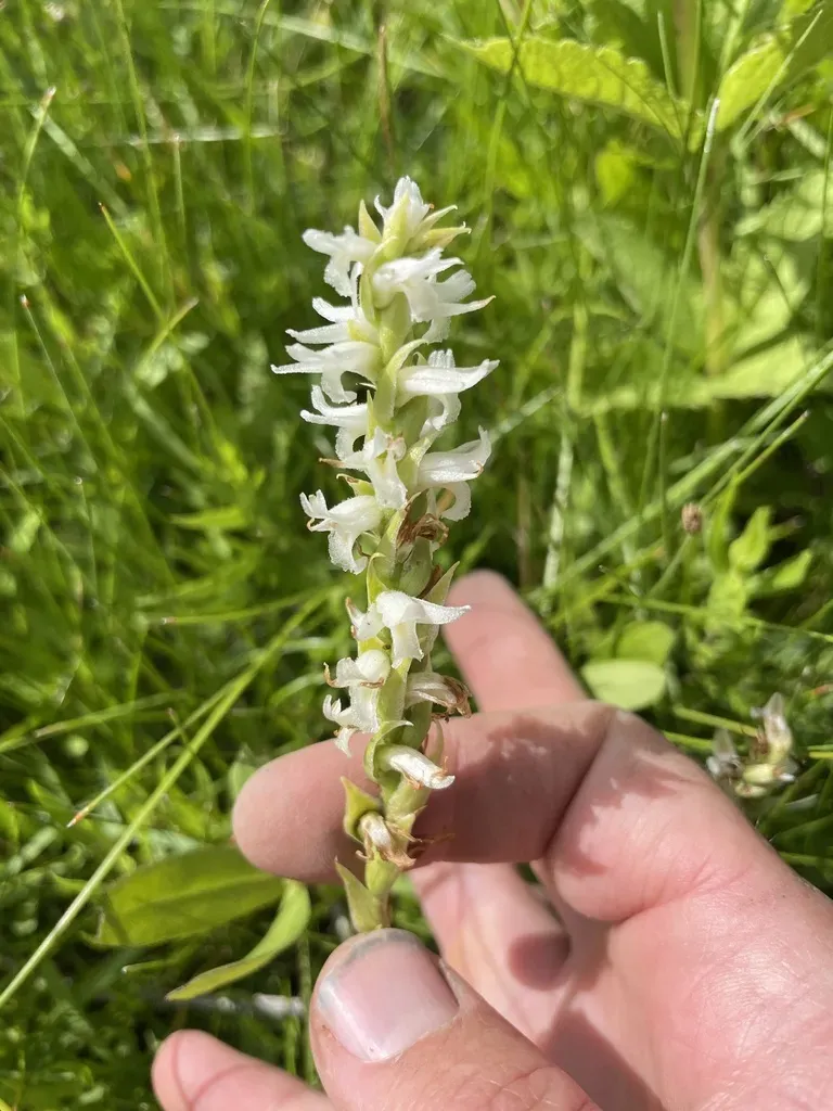 Ute Lady's Tresses