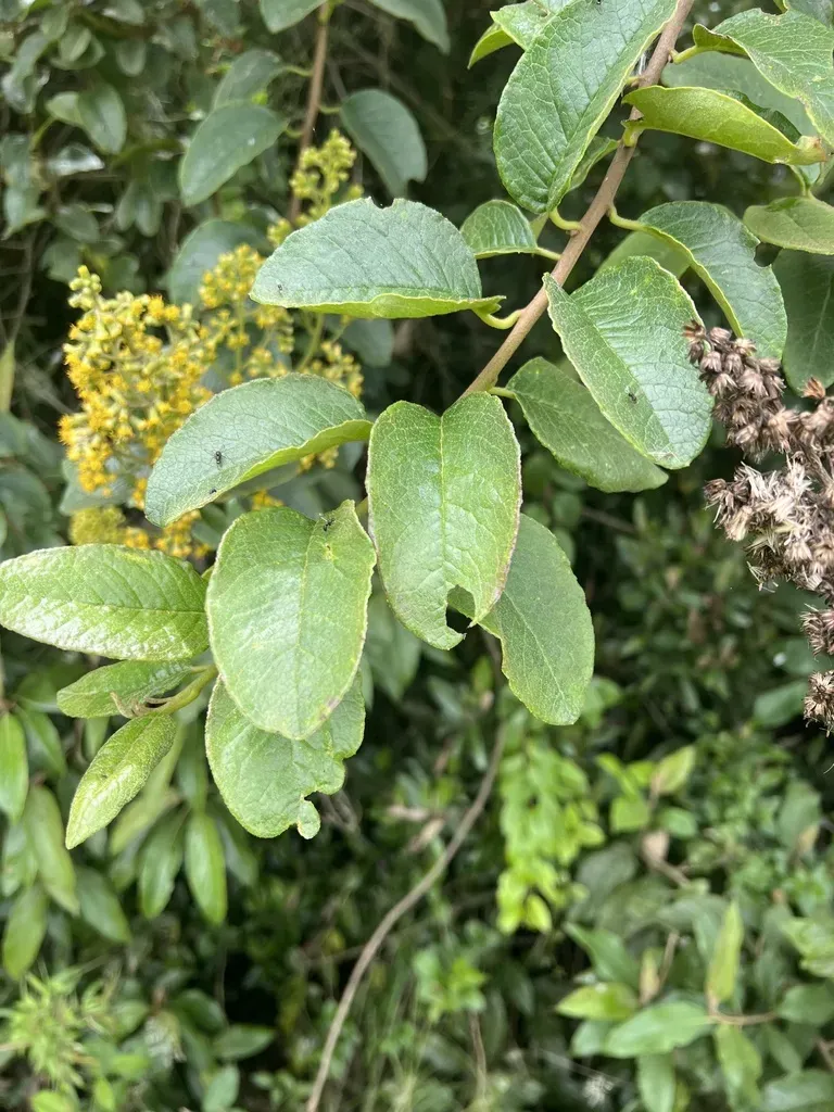 Pentacalia Breviligulata