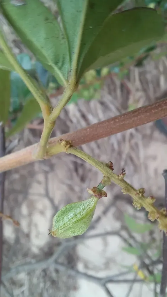 Paullinia Trigonia