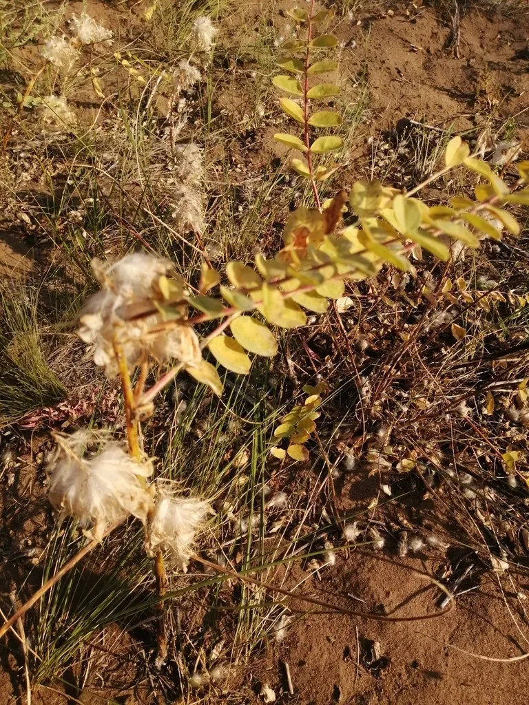 Astragalus Vulpinus