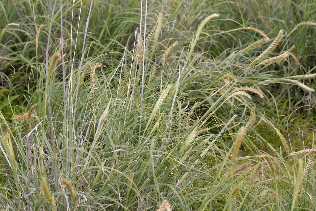 Astrebla Squarrosa