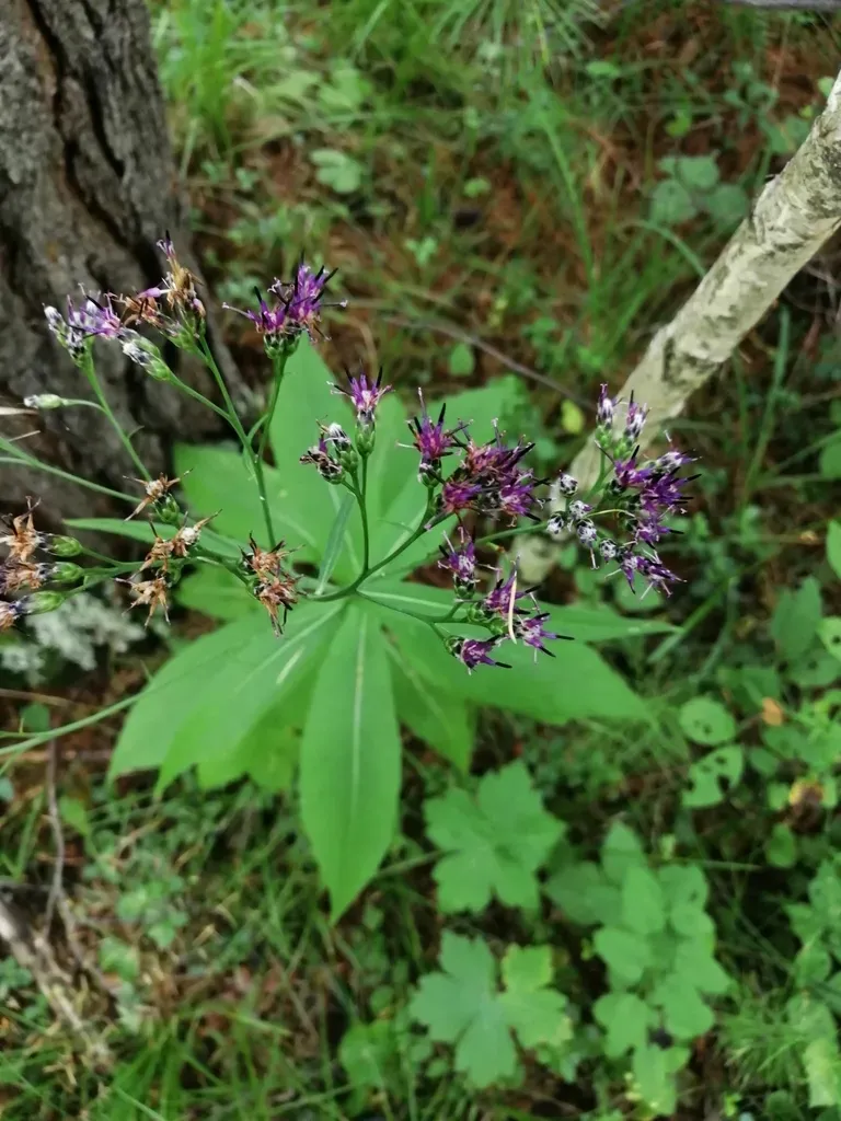Saussurea Parviflora