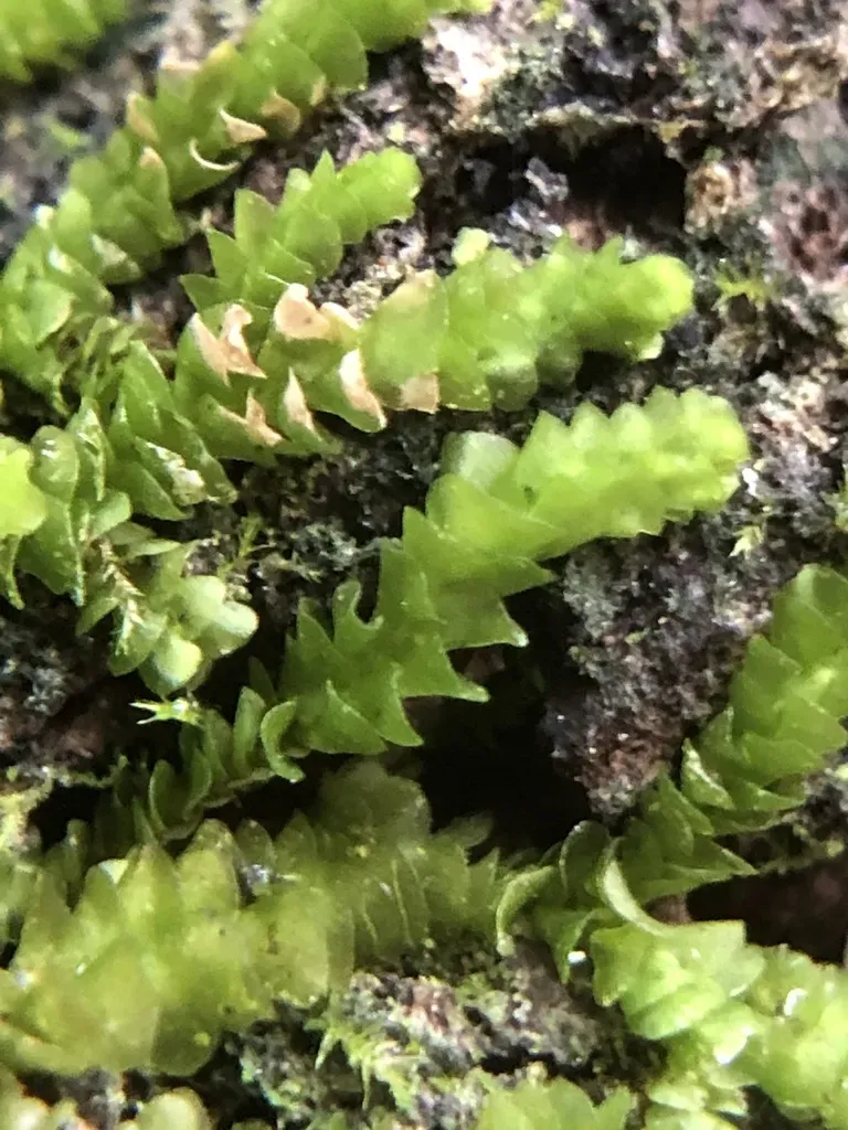 Acrolejeunea Sandvicensis