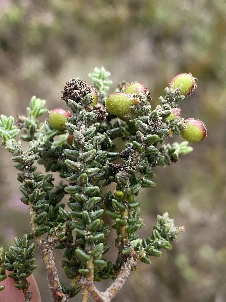 Phylica Incurvata