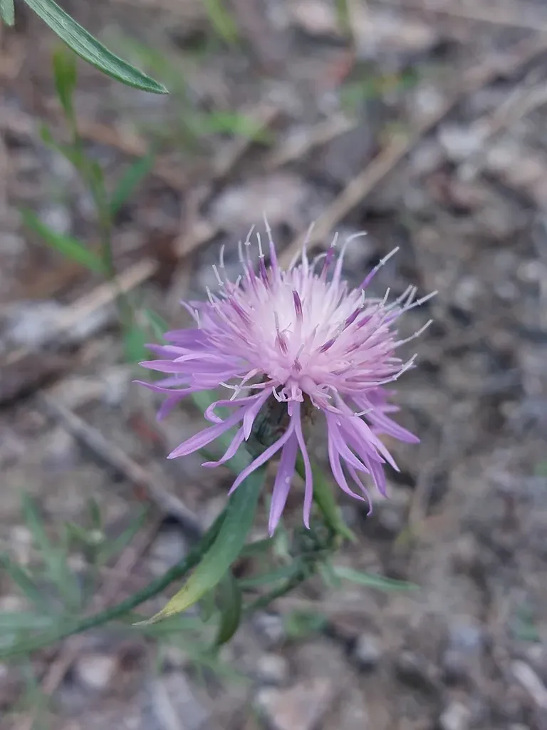 Centaurea Borysthenica