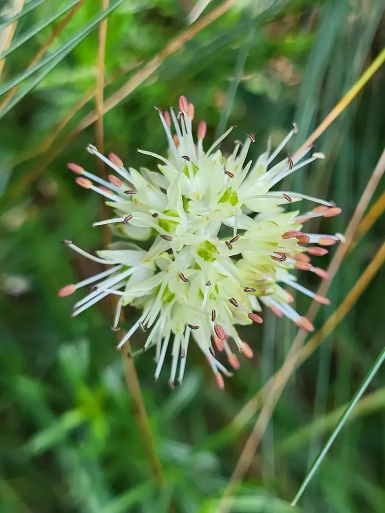 Allium Ochroleucum