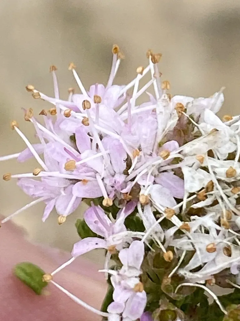 Agathosma Riversdalensis