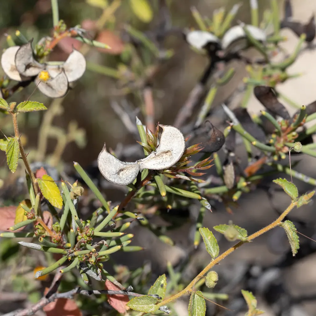 Hakea Collina