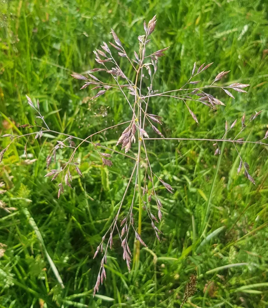 Poa Subfastigiata