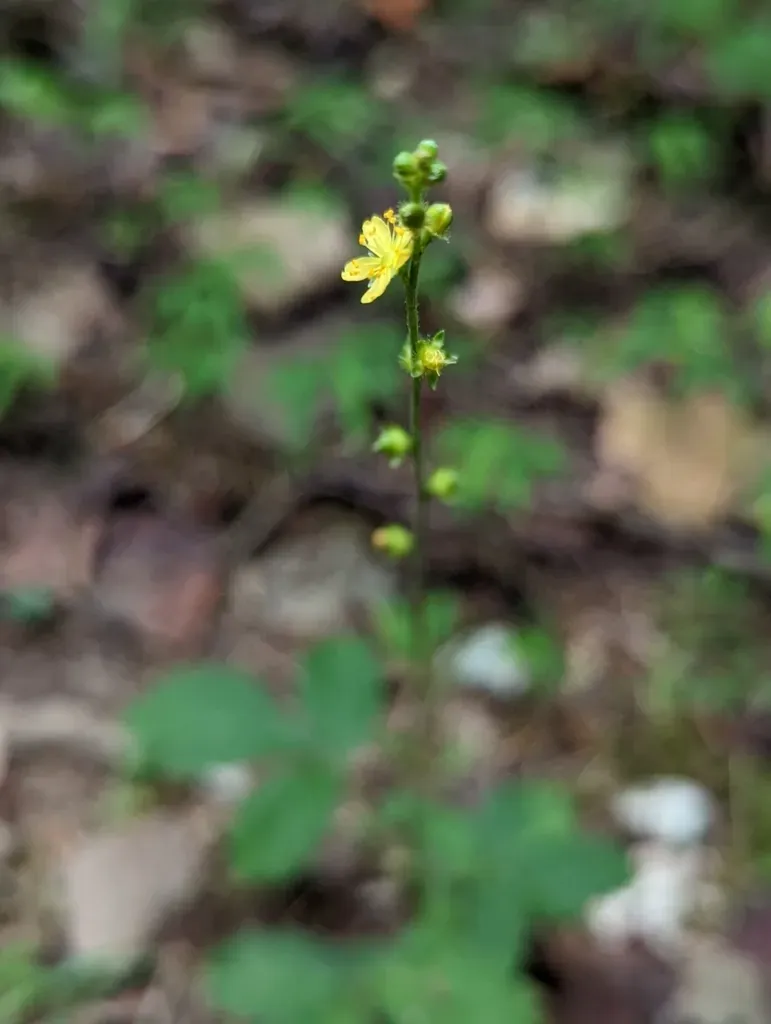 Smallfruit Agrimony