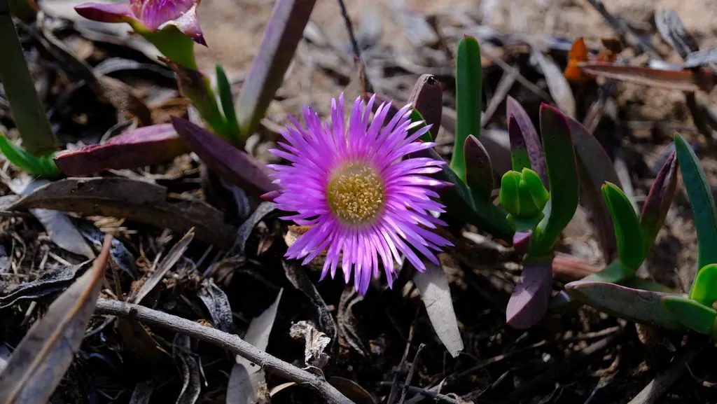Coastal Pigface