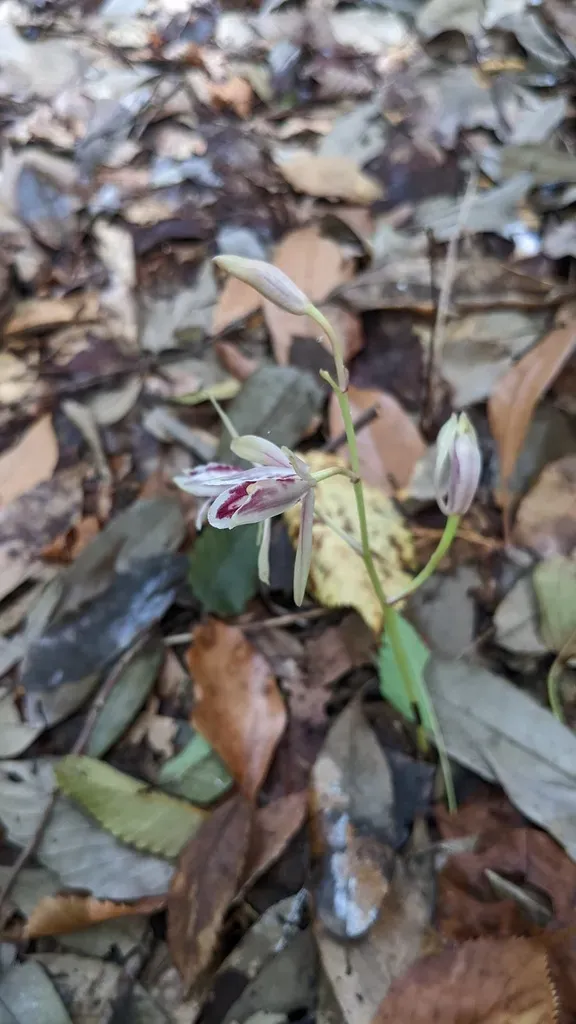 Cymbidium Macrorhizon