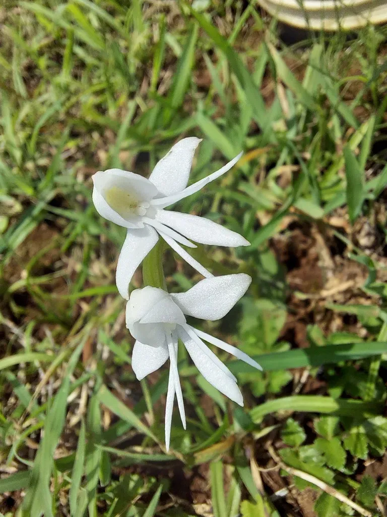 Single Leaved Habenaria
