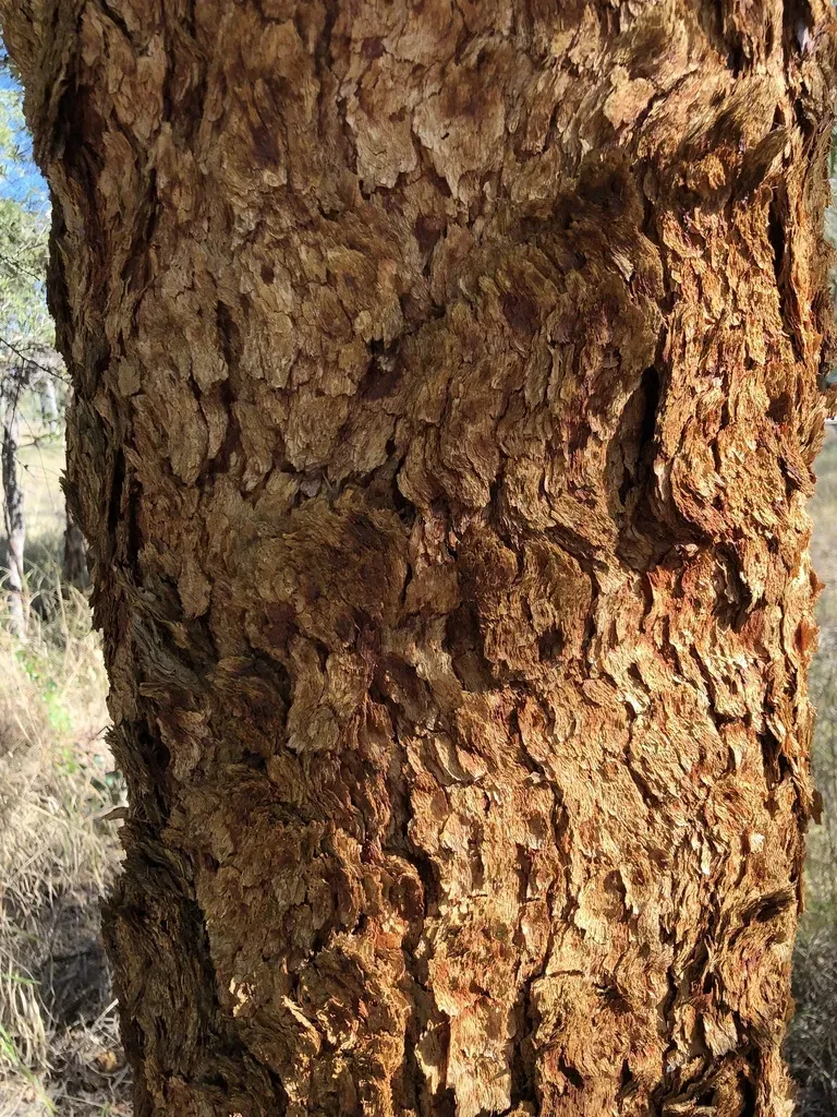 Leichhardt's Rusty Jacket