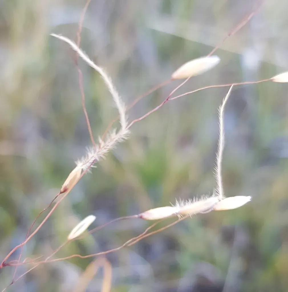 Ptilagrostis Mongholica