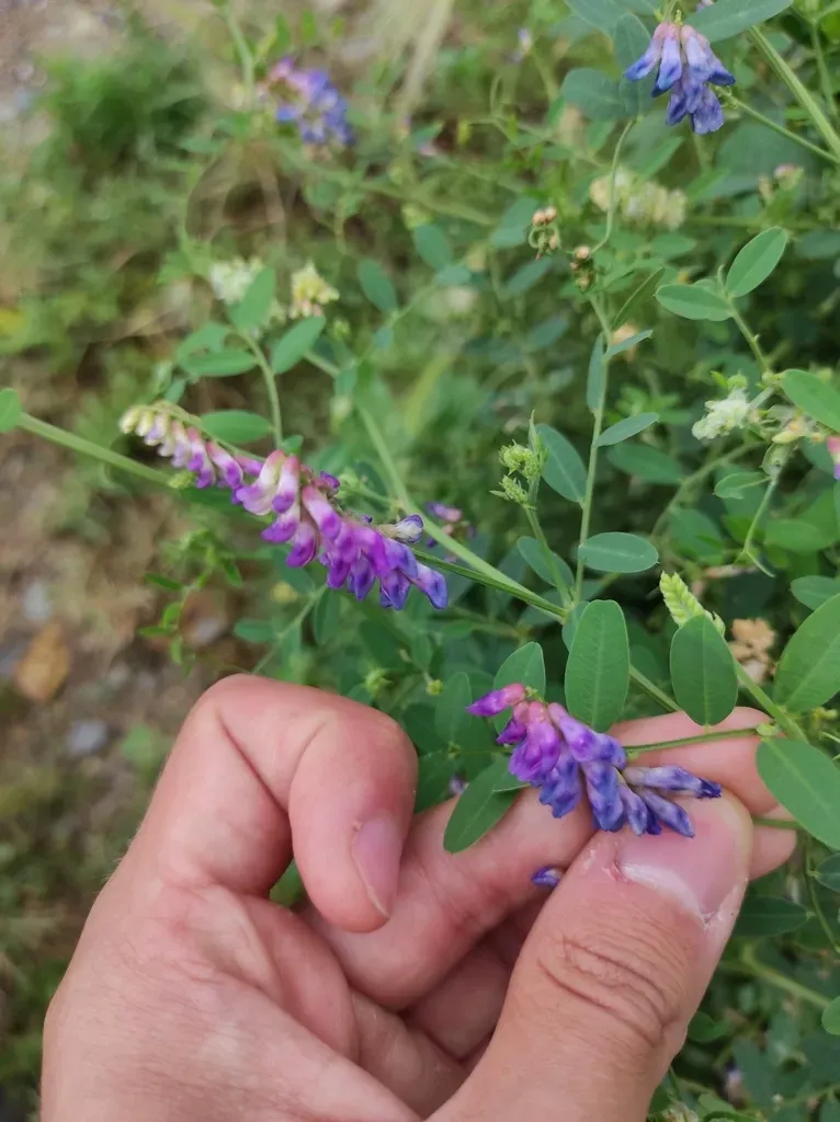 Amur Vetch