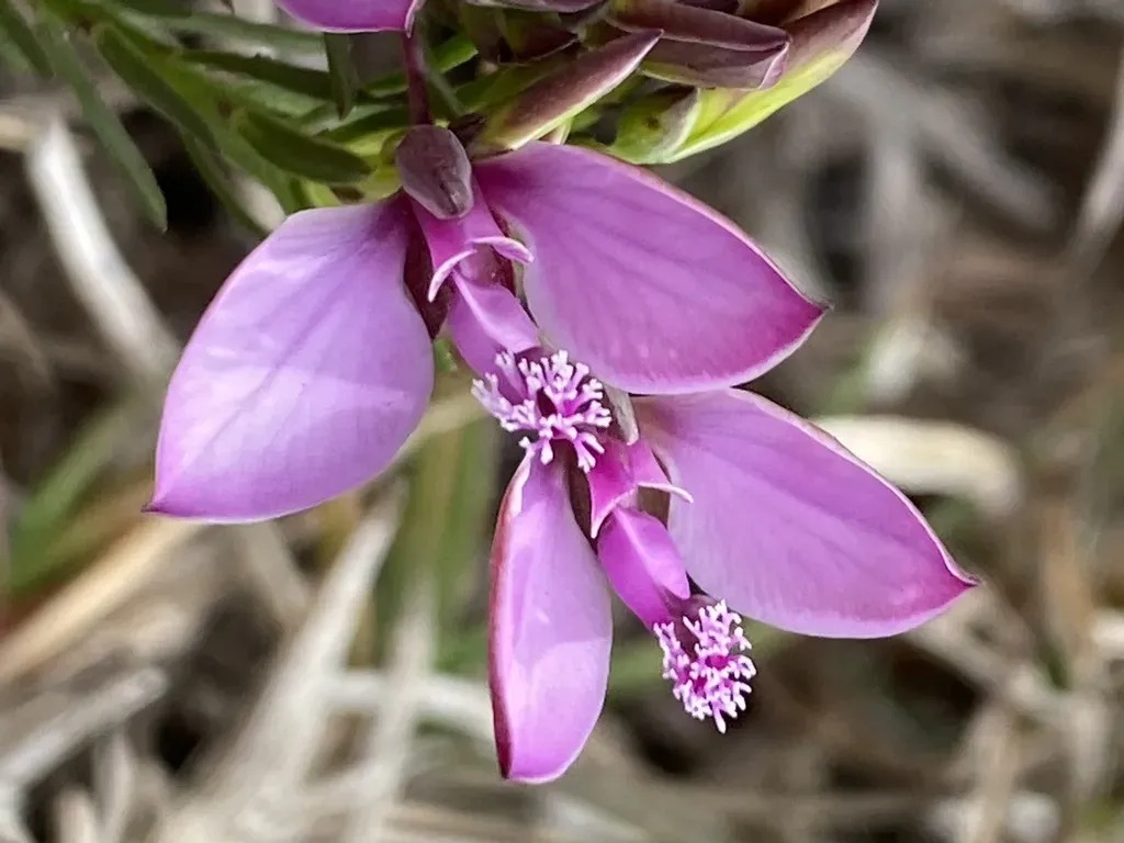 Polygala Meridionalis