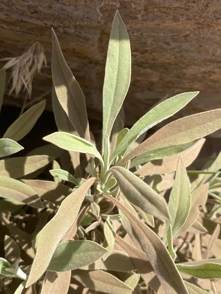 Pterocephalus Porphyranthus