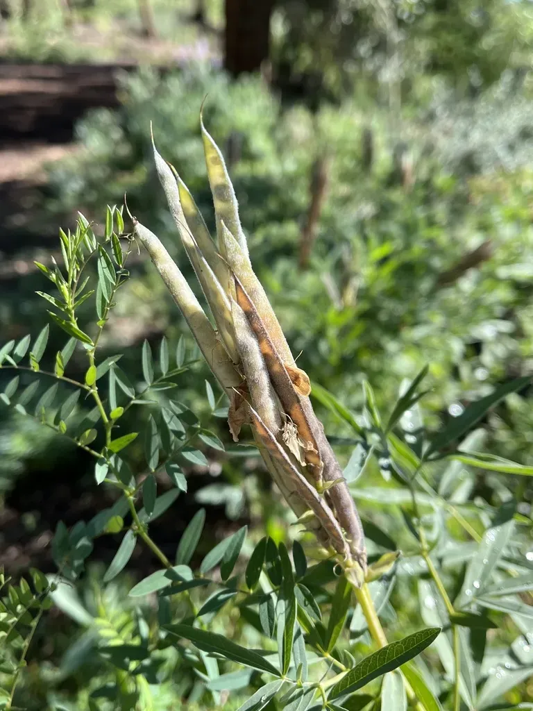 Mountain Goldenbanner