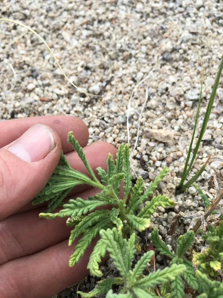 Rothrock's Fiddleleaf