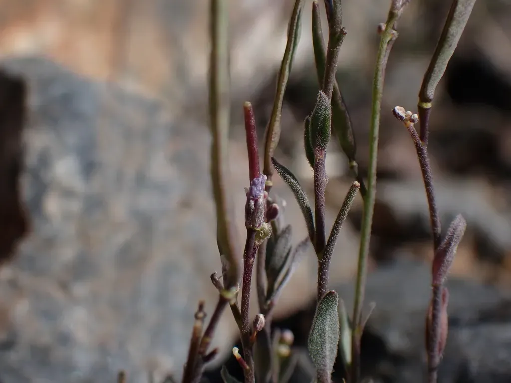 Small-flowered Rockcress