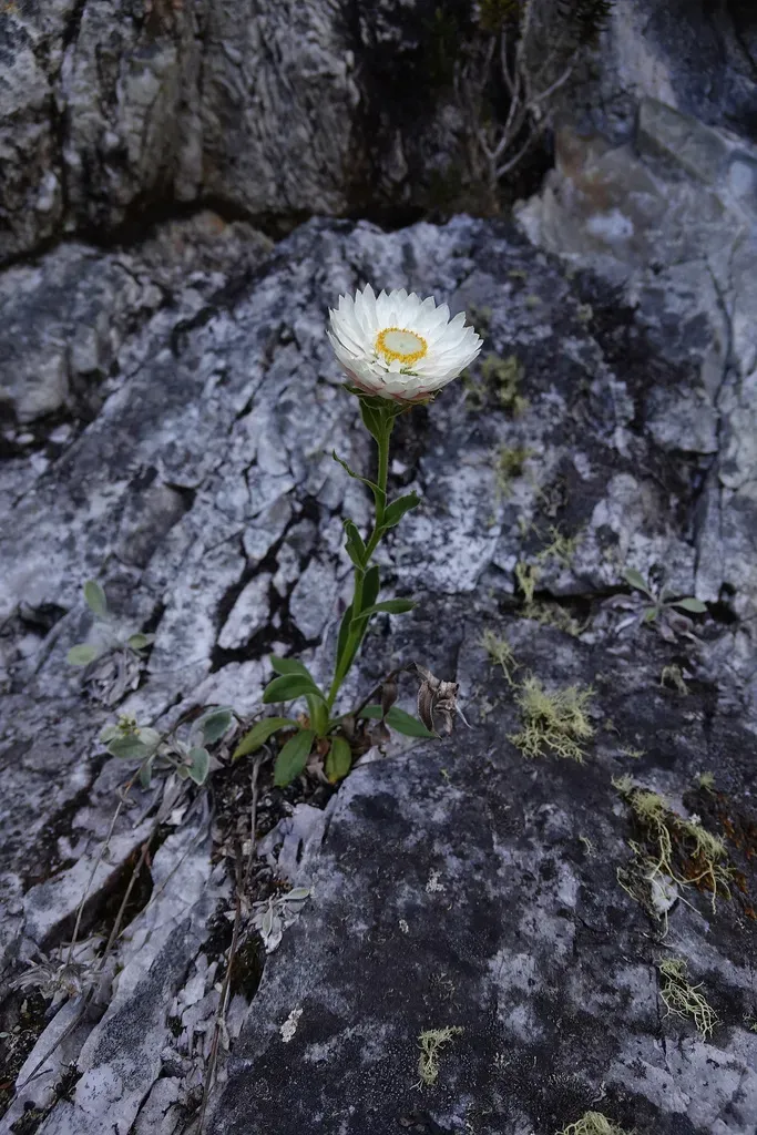 Xerochrysum Milliganii
