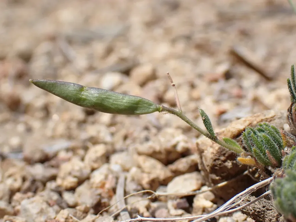 Tulare County Rockcress