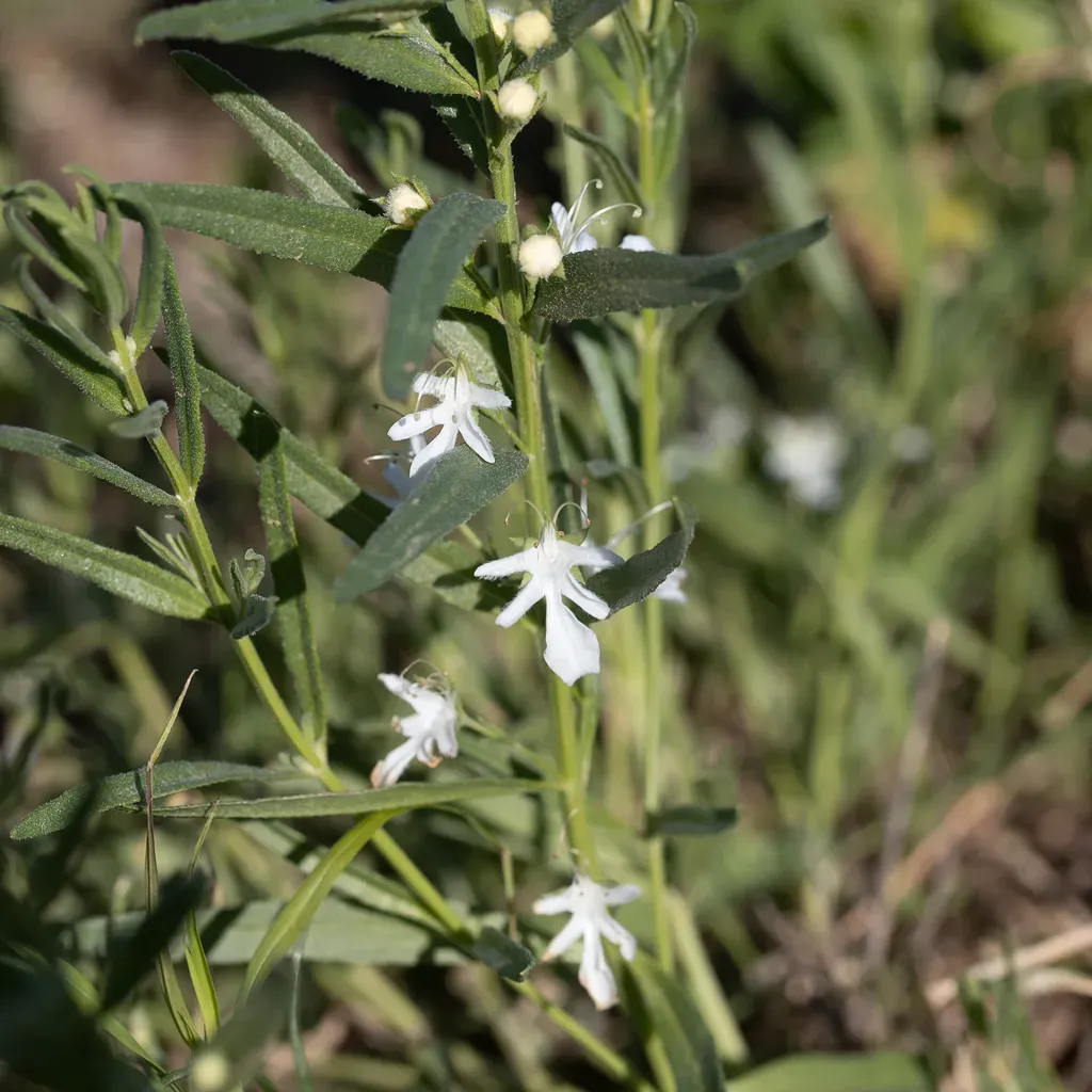 Teucrium Integrifolium
