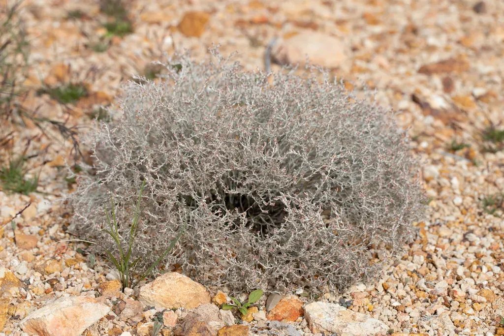 Polycarpaea Multicaulis