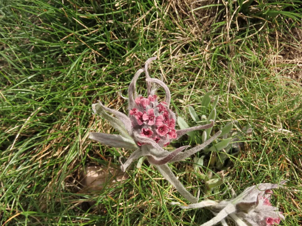 Cynoglossum Magellense