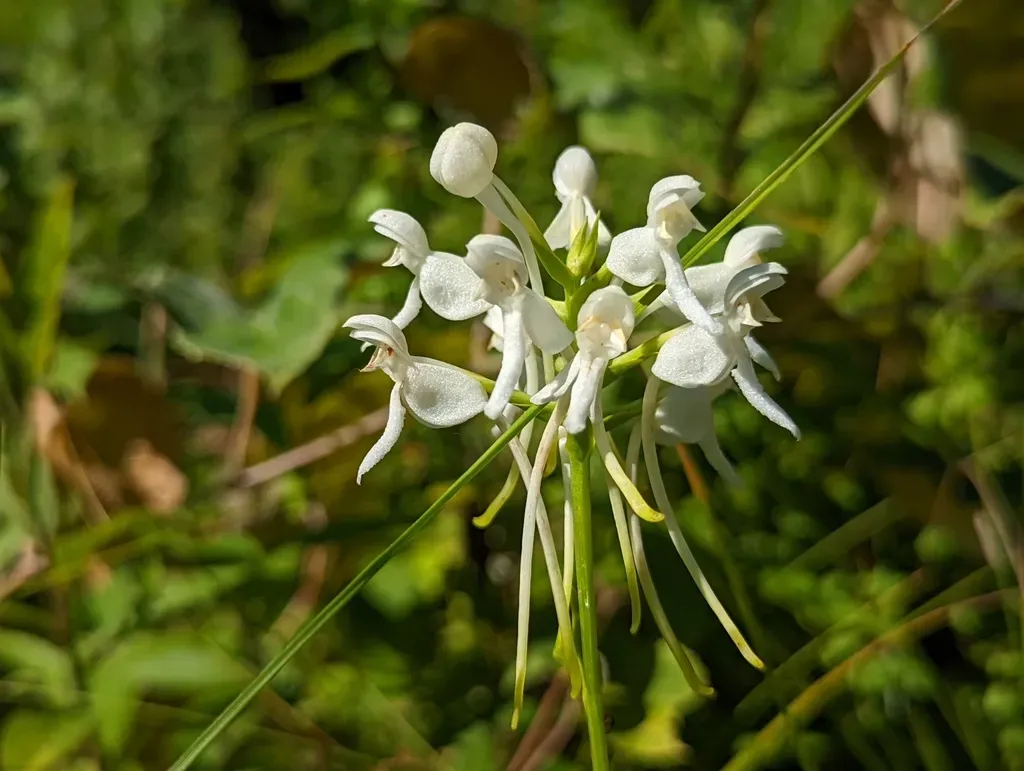White Fringeless Orchid