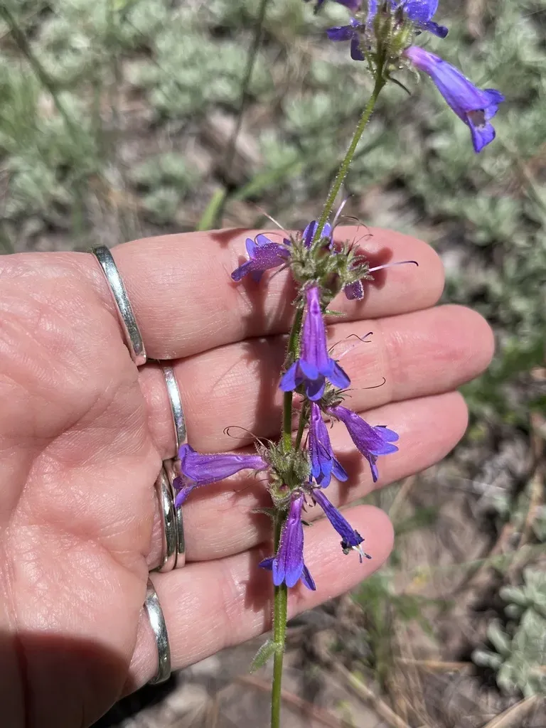 Apache Beardtongue